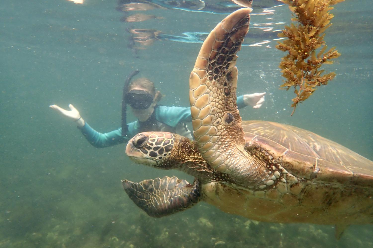 一名<a href='http://5g0xii.hoyao.net'>博彩网址大全</a>学生在Galápagos群岛游学途中与一只巨龟游泳.